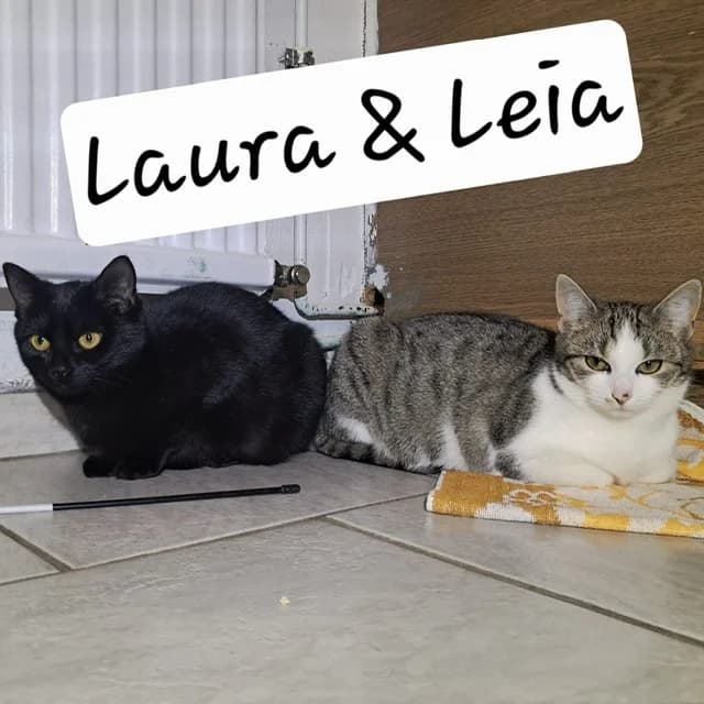 Happy, grau young Mixed Breed for adoption at Tiernothilfe Katz & Co. Frielendorf e.V.