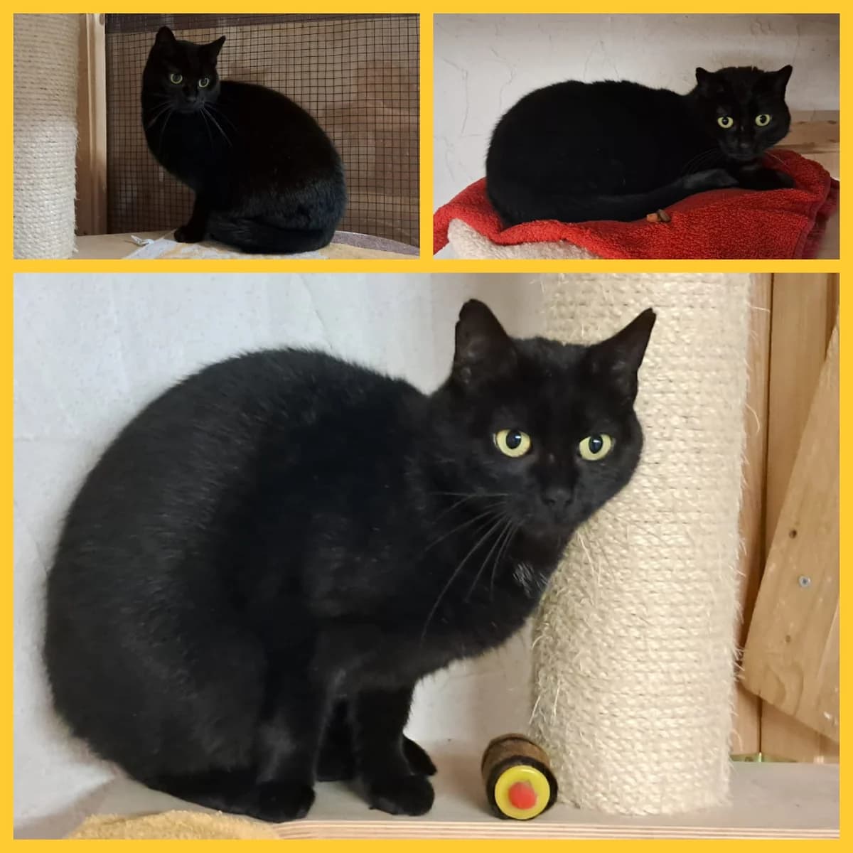 Jule, female young Mixed Breed for adoption at Tiernothilfe Katz & Co. Frielendorf e.V.