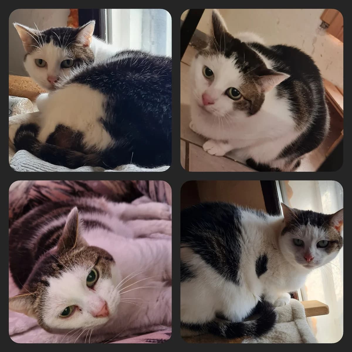 Ruby, female senior Mixed Breed for adoption at Tiernothilfe Katz & Co. Frielendorf e.V.
