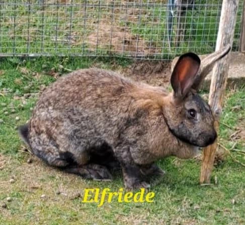 Elfriede, female 5yo mixed breed for adoption at Tiernothilfe Schwalmstadt e.V.