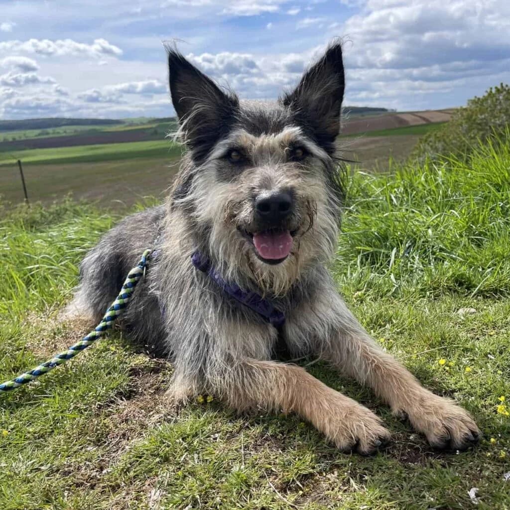 Dorie, female senior Mixed Breed for adoption at Tiernothilfe Schwalmstadt e.V.