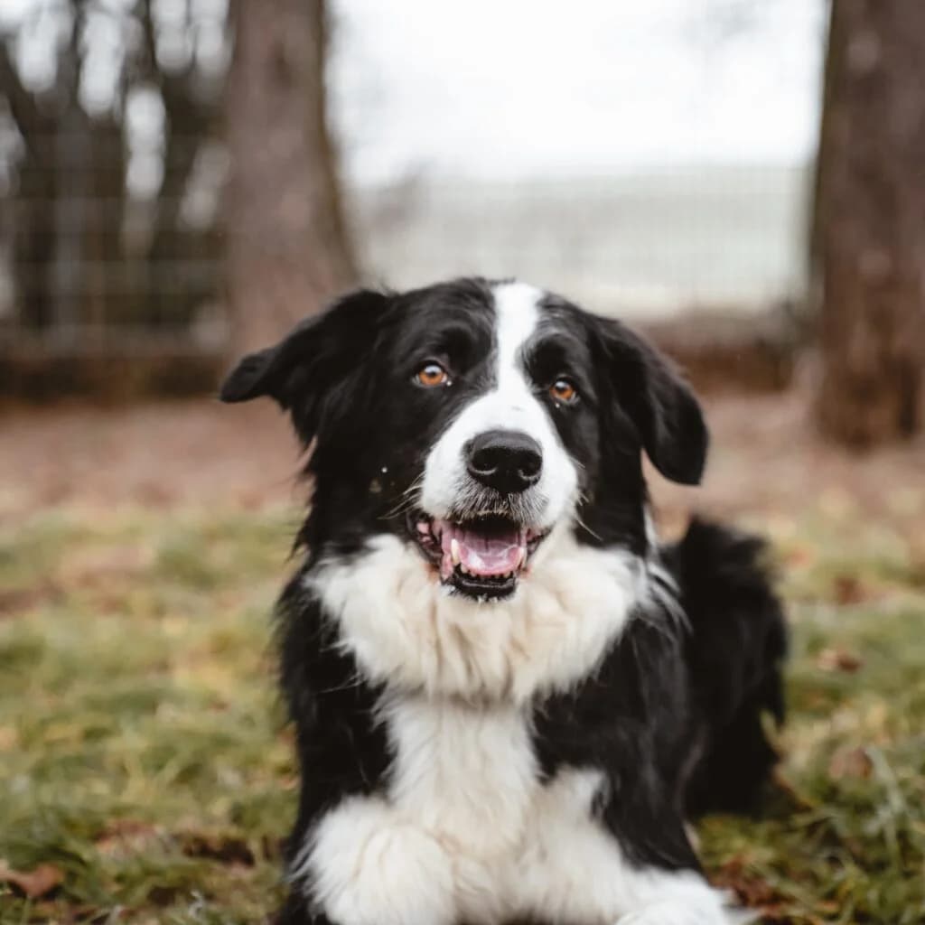Benny, male 7yo Border Collie for adoption at Tiernothilfe Schwalmstadt e.V.