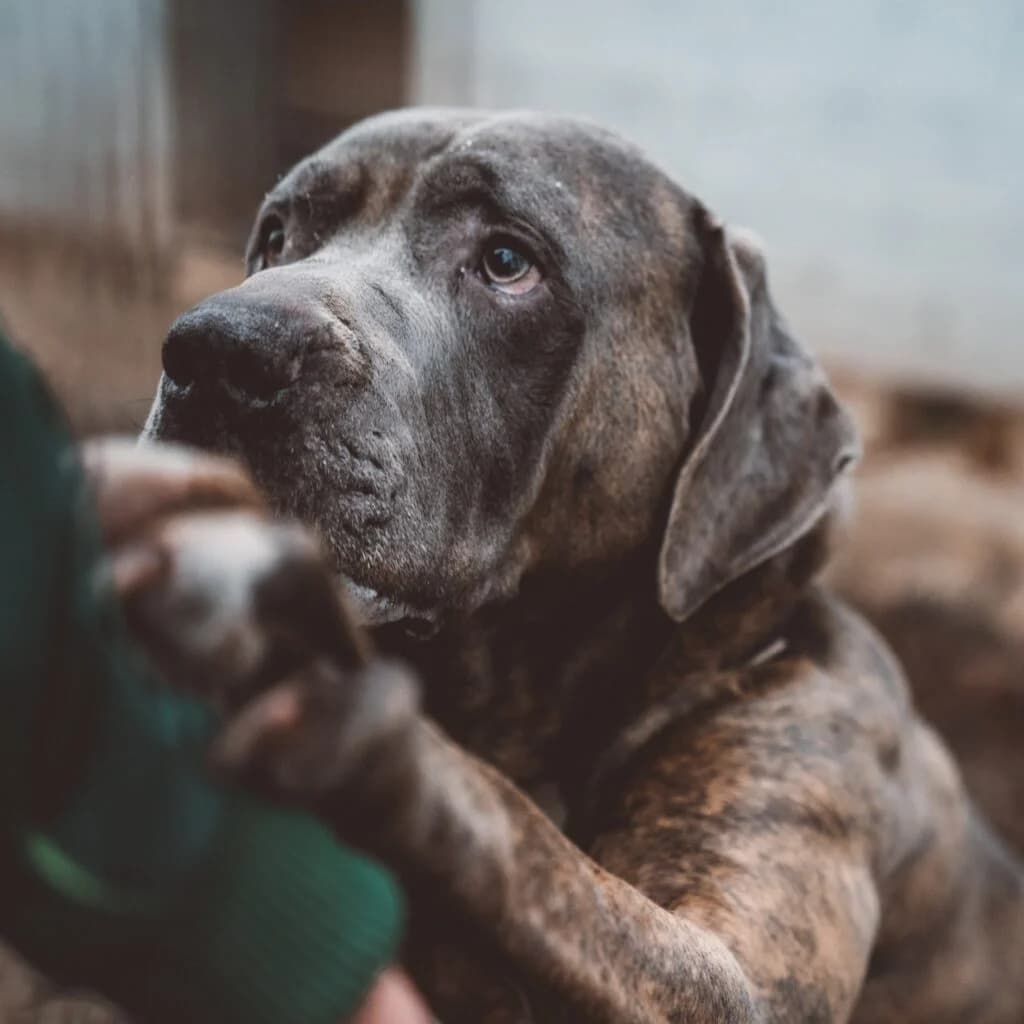 Apollo, male 7yo mixed breed for adoption at Tiernothilfe Schwalmstadt e.V.