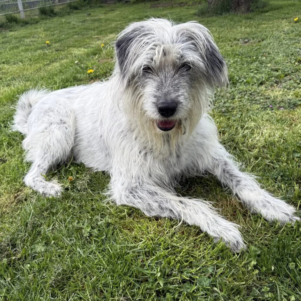 Snoopy, male 6yo Mixed Breed for adoption at Tiernothilfe Schwalmstadt e.V.