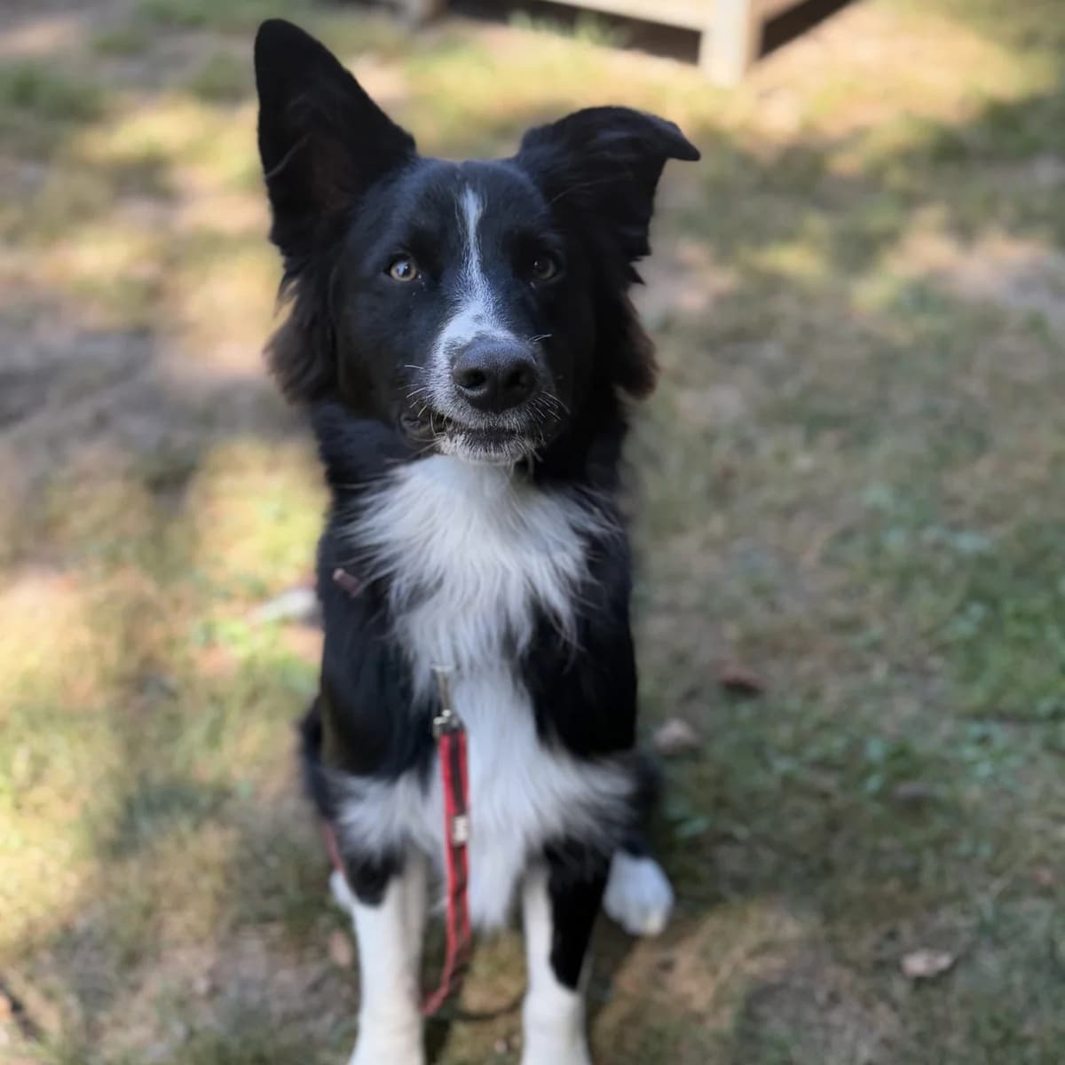 Cosmo, male young mixed breed for adoption at Tiernothilfe Schwalmstadt e.V.