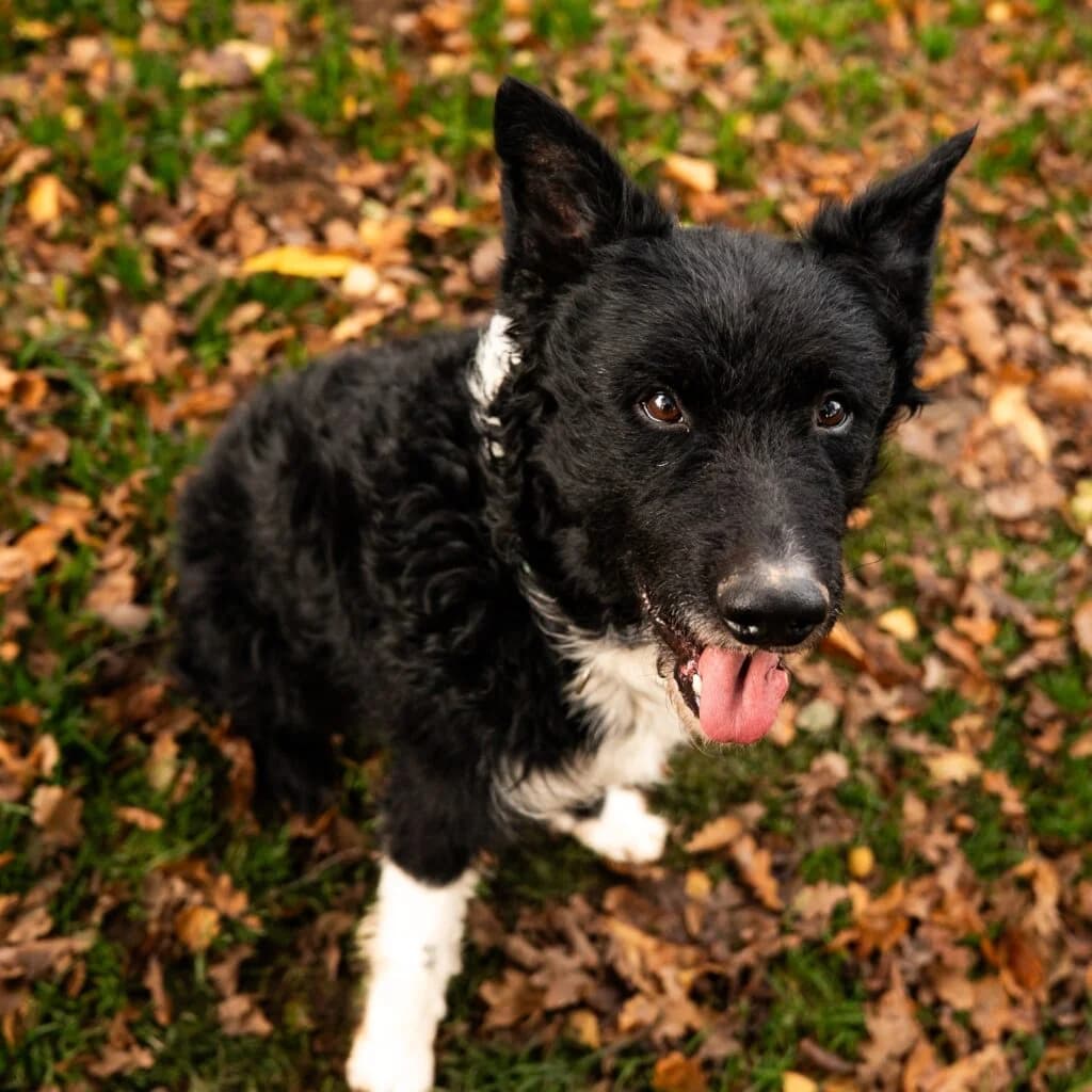 SAM, male 7yo mixed breed for adoption at Tiernothilfe Schwalmstadt e.V.