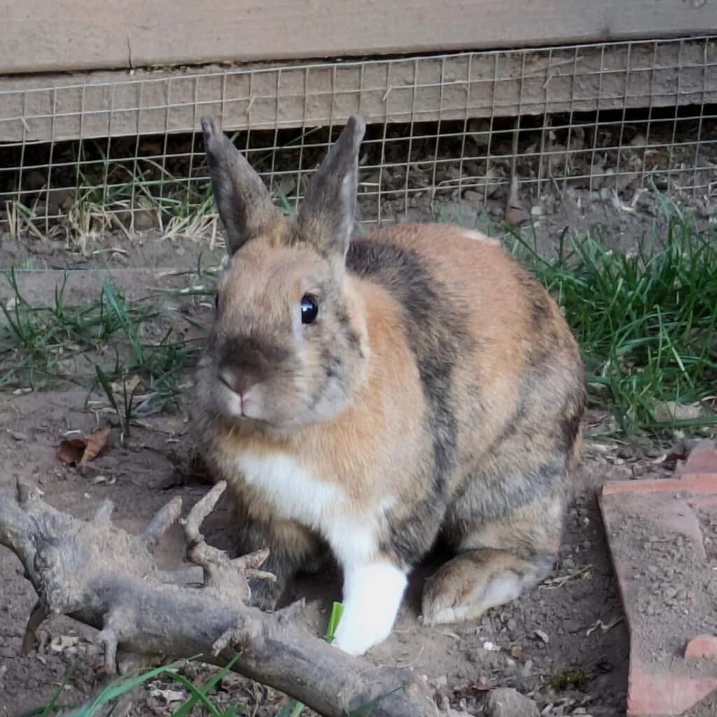 Loki, male 4yo mixed breed for adoption at Tiernothilfe Schwalmstadt e.V.