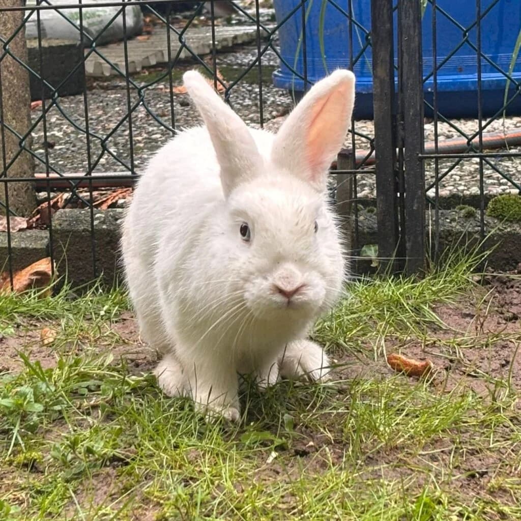 Elrond, male young mixed breed for adoption at Tiernothilfe Schwalmstadt e.V.