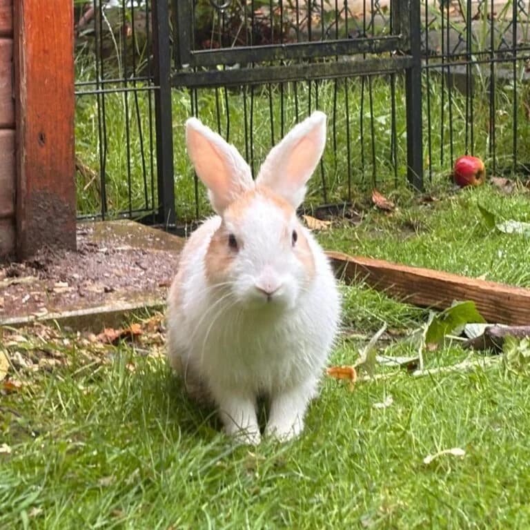 Legolas, male young mixed breed for adoption at Tiernothilfe Schwalmstadt e.V.