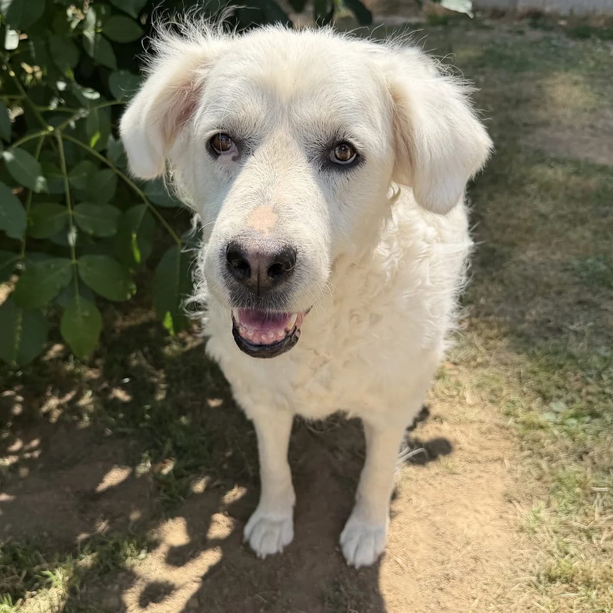Lotti, female senior mixed breed for adoption at Tiernothilfe Schwalmstadt e.V.