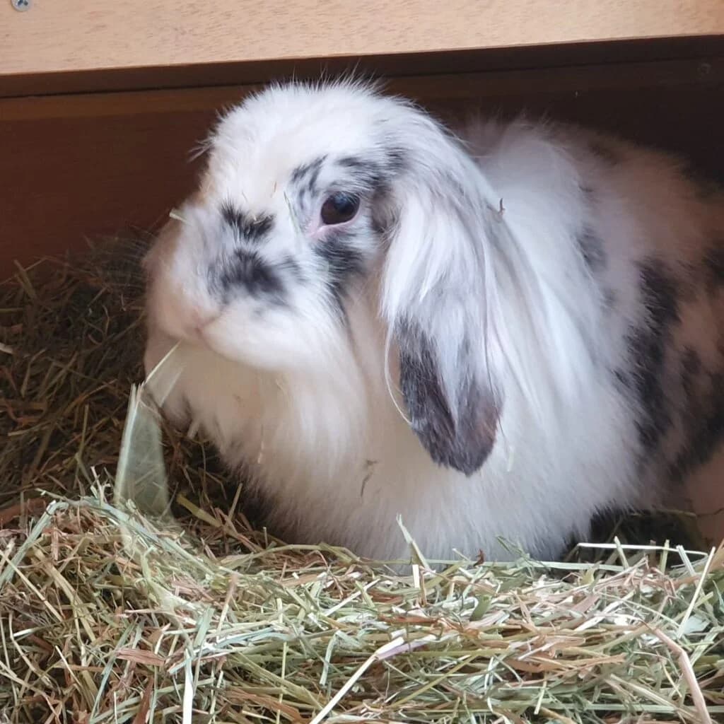 Gipsy, female 4yo mixed breed for adoption at Tiernothilfe Schwalmstadt e.V.