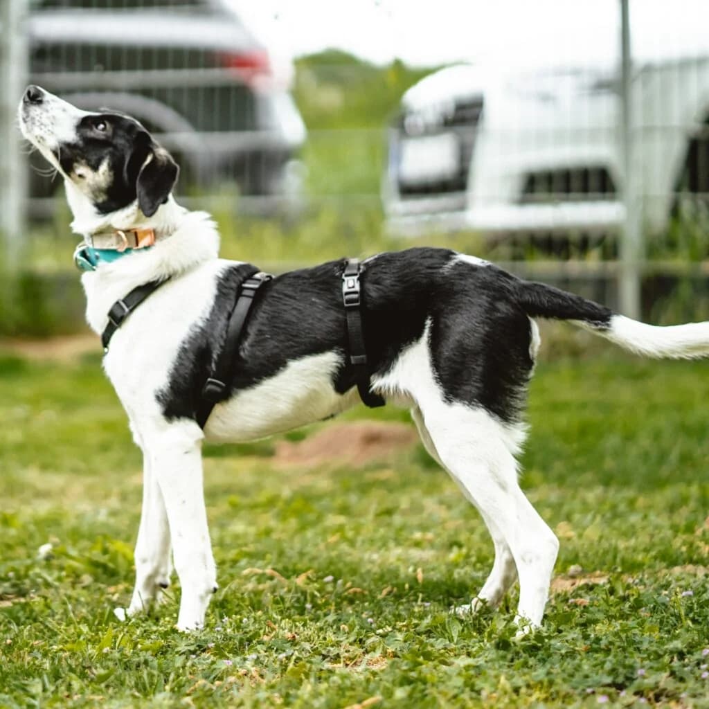Bruno Banane, male puppy Mixed Breed for adoption at Tiernothilfe Schwalmstadt e.V.