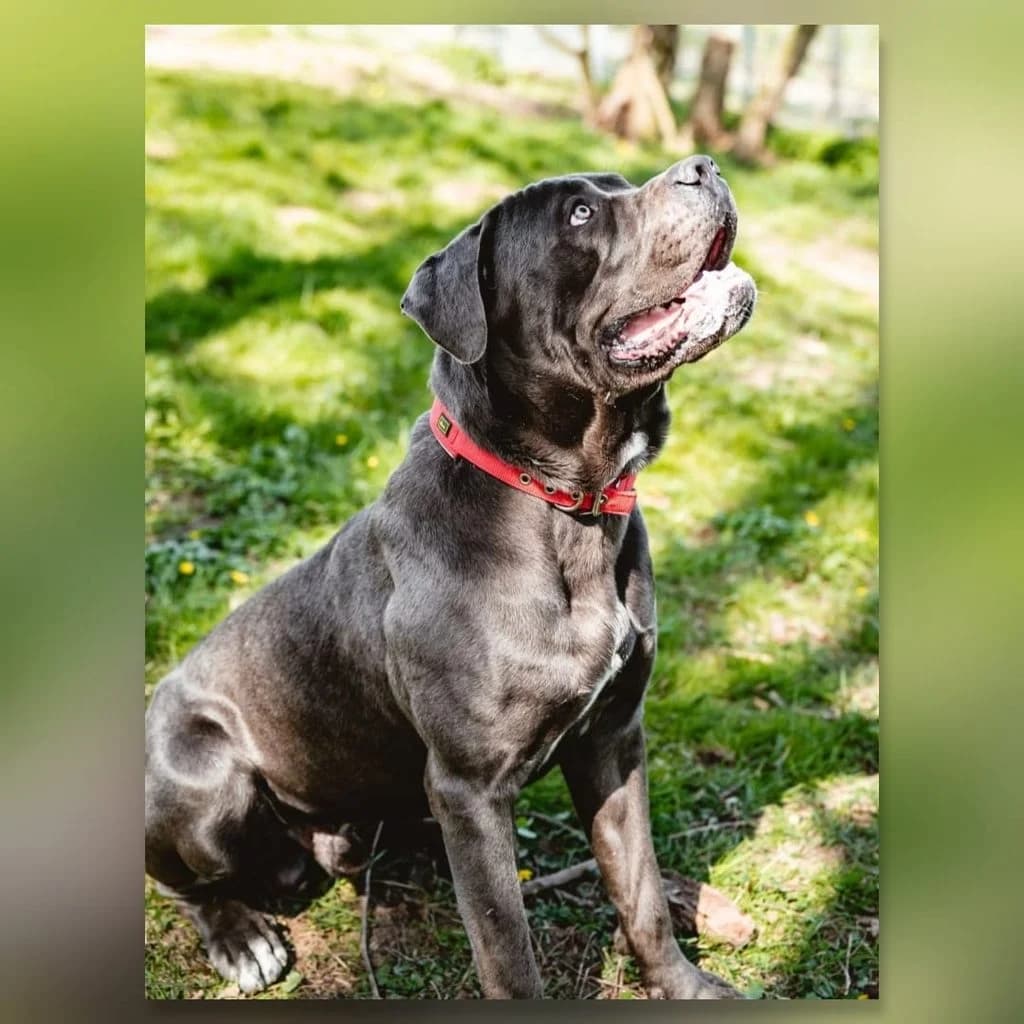 Nero, male young Cane Corso for adoption at Tiernothilfe Schwalmstadt e.V.