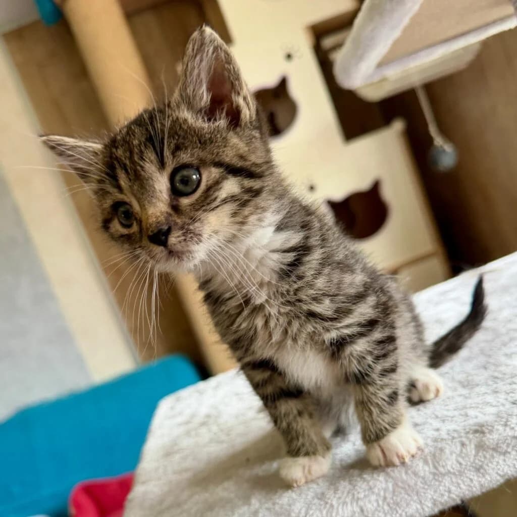 Judith RESERVIERT, female puppy European Shorthair for adoption at Tiernothilfe Schwalmstadt e.V.