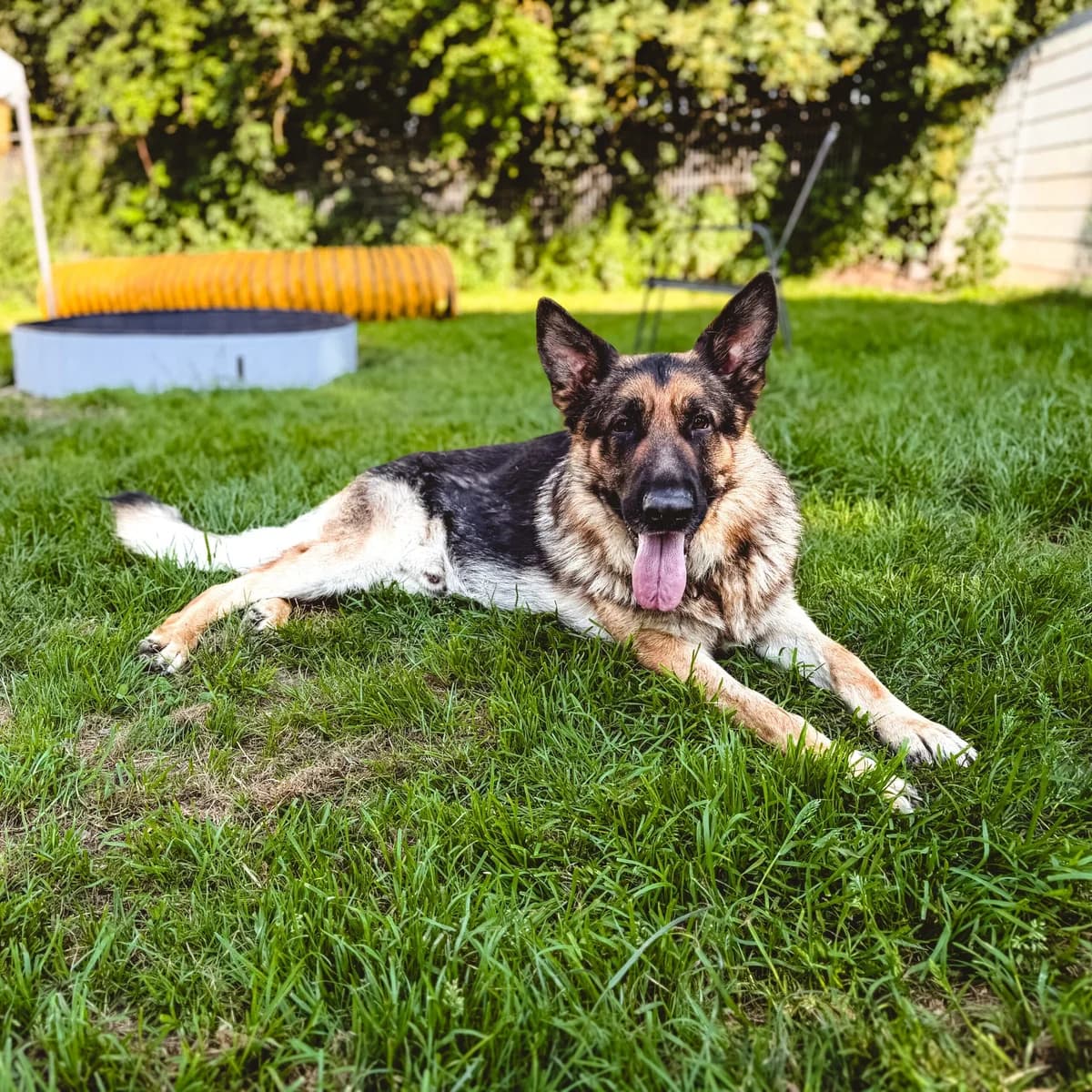 Grisu, male 3yo Mixed Breed Cat for adoption at Tiernothilfe Schwalmstadt e.V.