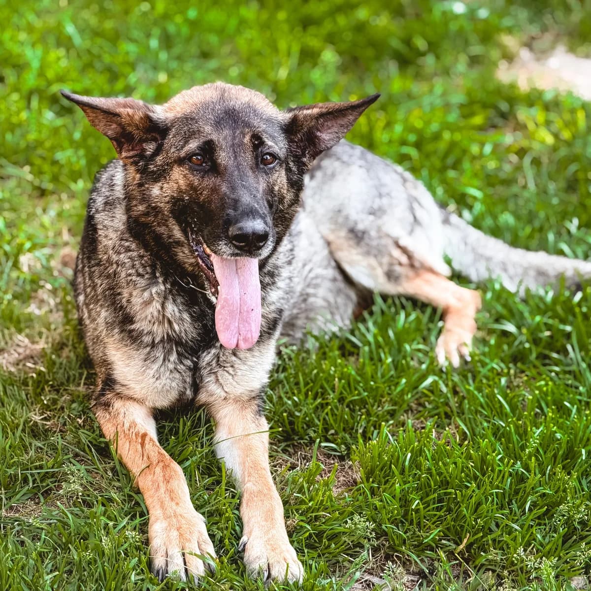 Bupsi, female 5yo Mixed Breed Cat for adoption at Tiernothilfe Schwalmstadt e.V.