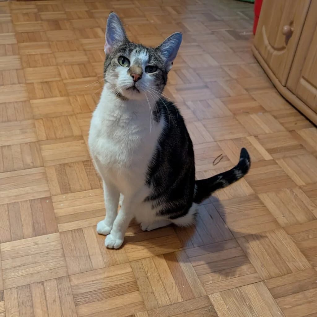 Melodie, female young European Shorthair for adoption at Tiernothilfe Schwalmstadt e.V.