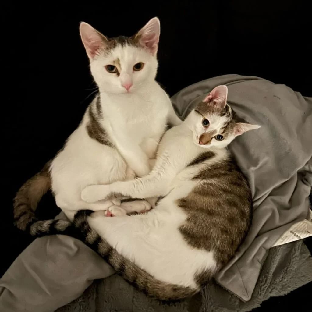Mika und Felix, male young European Shorthair for adoption at Tiernothilfe Schwalmstadt e.V.