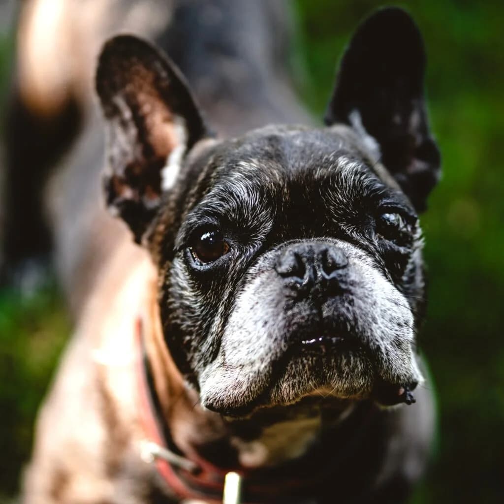 Charlie, male senior French Bulldog for adoption at Tiernothilfe Schwalmstadt e.V.