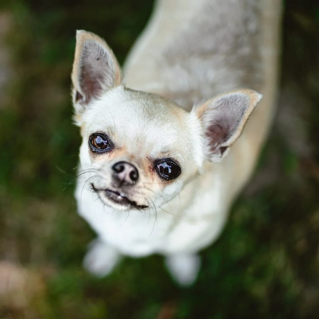 Lola, female 5yo Chihuahua for adoption at Tiernothilfe Schwalmstadt e.V.