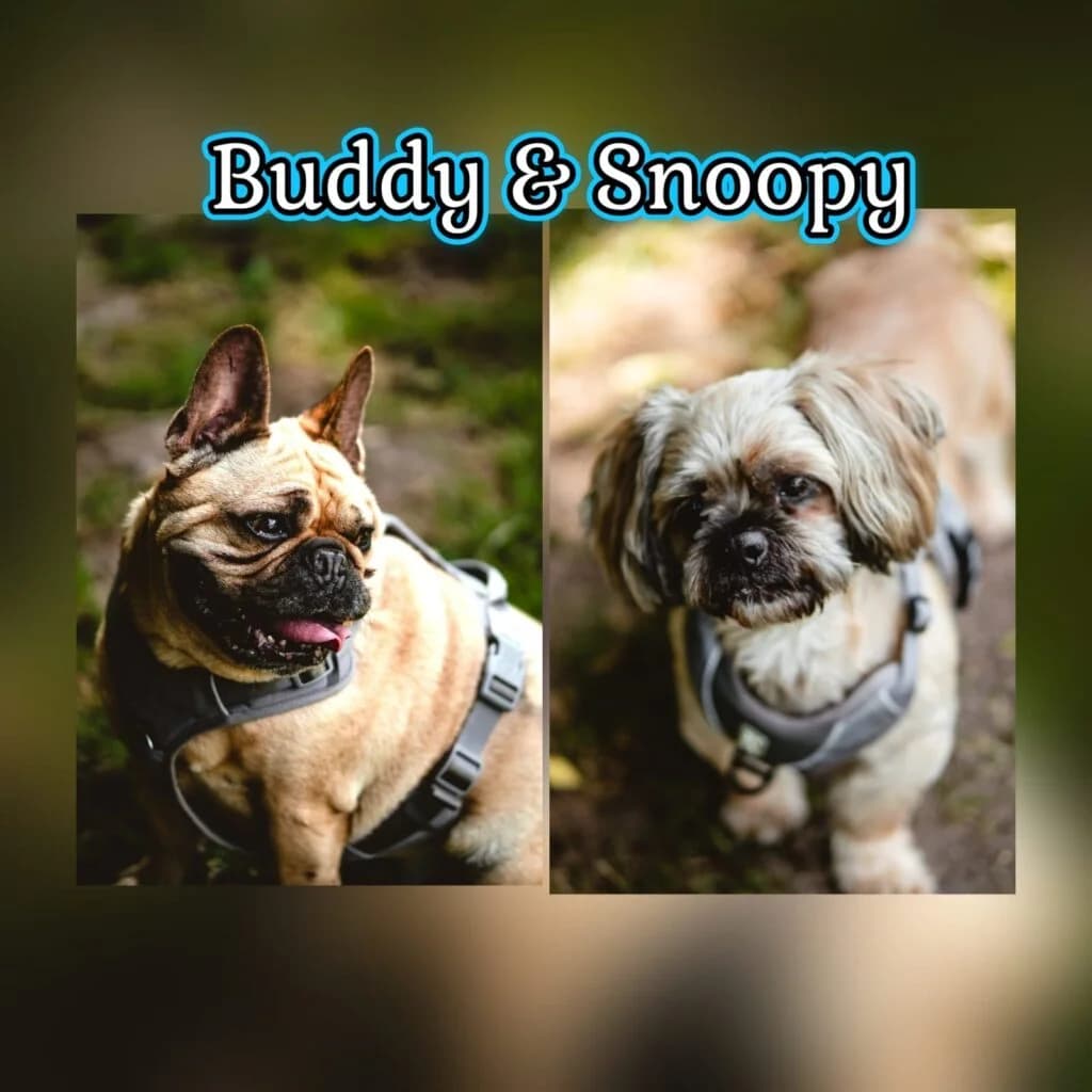 Buddy und Snoopy, male senior French Bulldog for adoption at Tiernothilfe Schwalmstadt e.V.