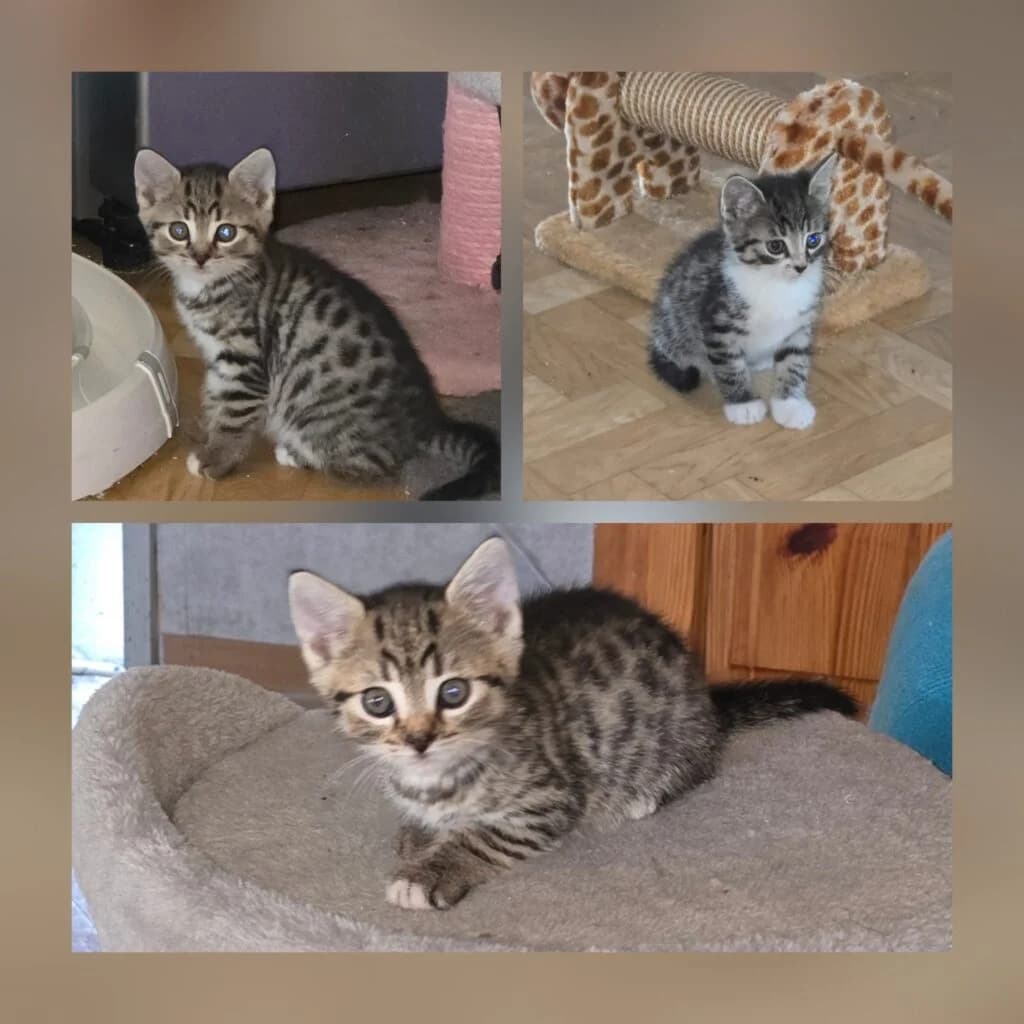 Madin, Martha RESERVIERT und Manfred, male puppy European Shorthair for adoption at Tiernothilfe Schwalmstadt e.V.
