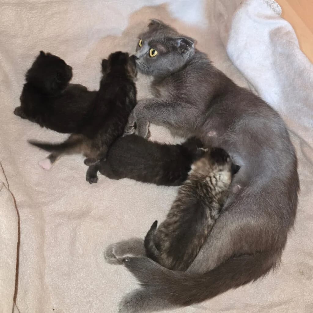 Bernadette, female young mixed breed for adoption at Tiernothilfe Schwalmstadt e.V.