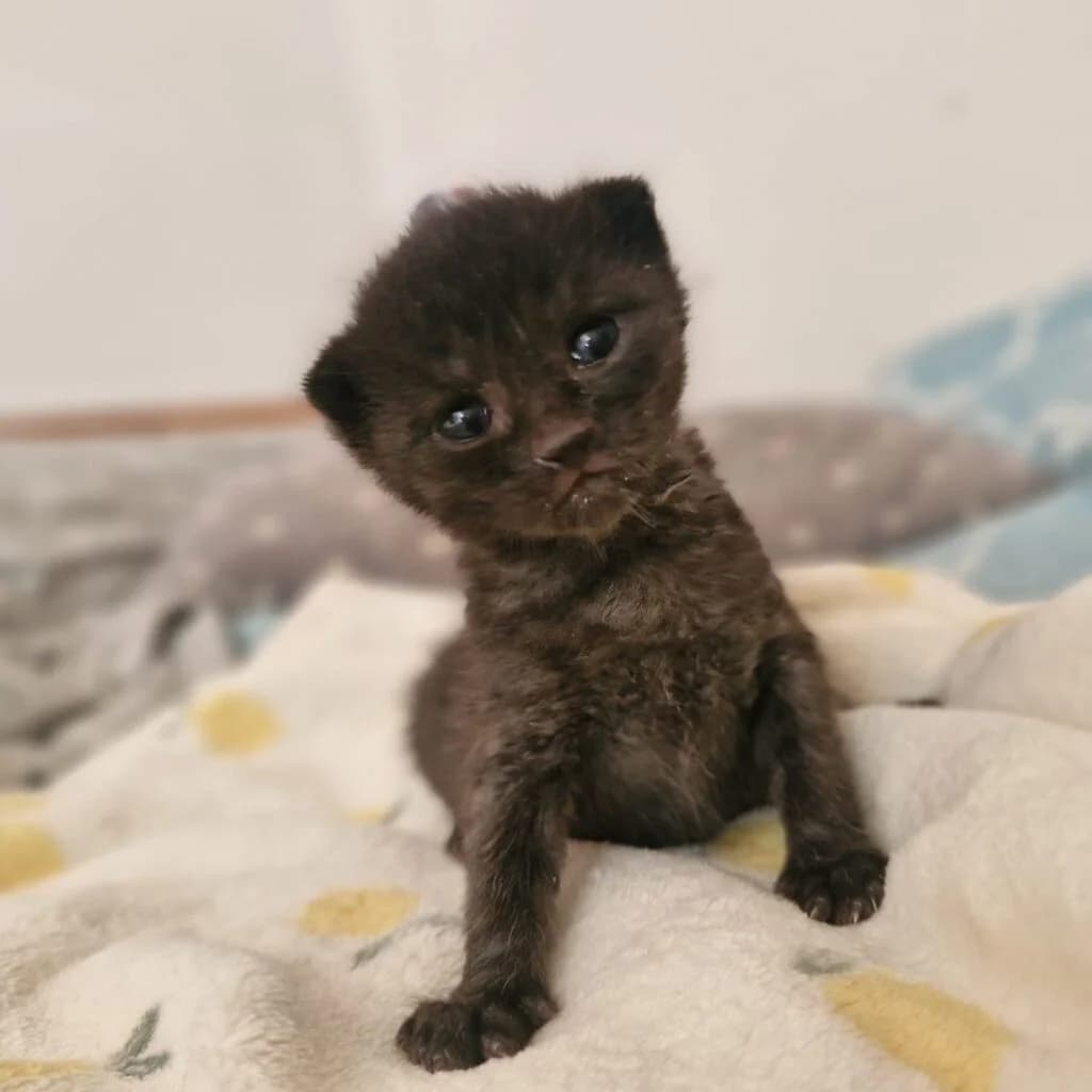 Charlie, male puppy European Shorthair for adoption at Tiernothilfe Schwalmstadt e.V.