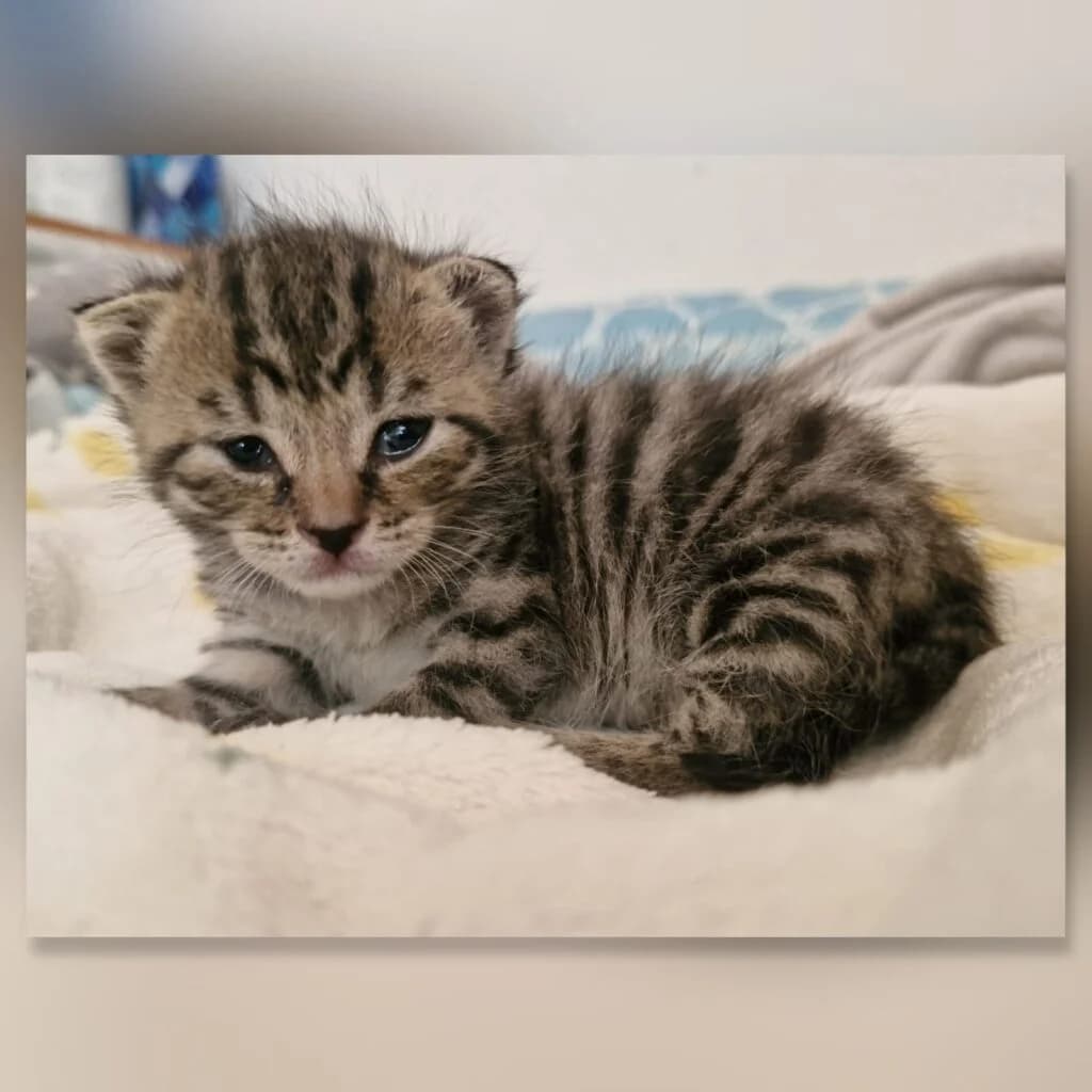Chiko, male puppy European Shorthair for adoption at Tiernothilfe Schwalmstadt e.V.