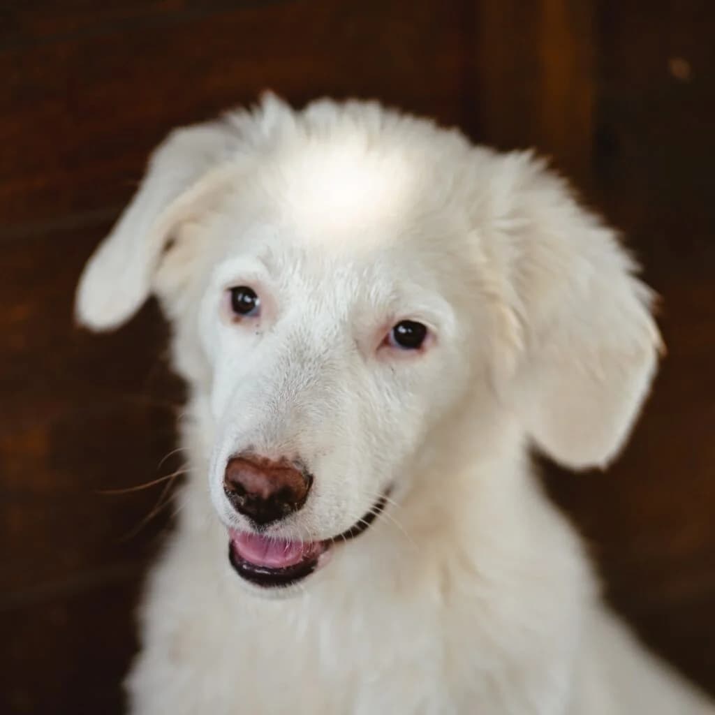 Bounty, female puppy mixed breed for adoption at Tiernothilfe Schwalmstadt e.V.