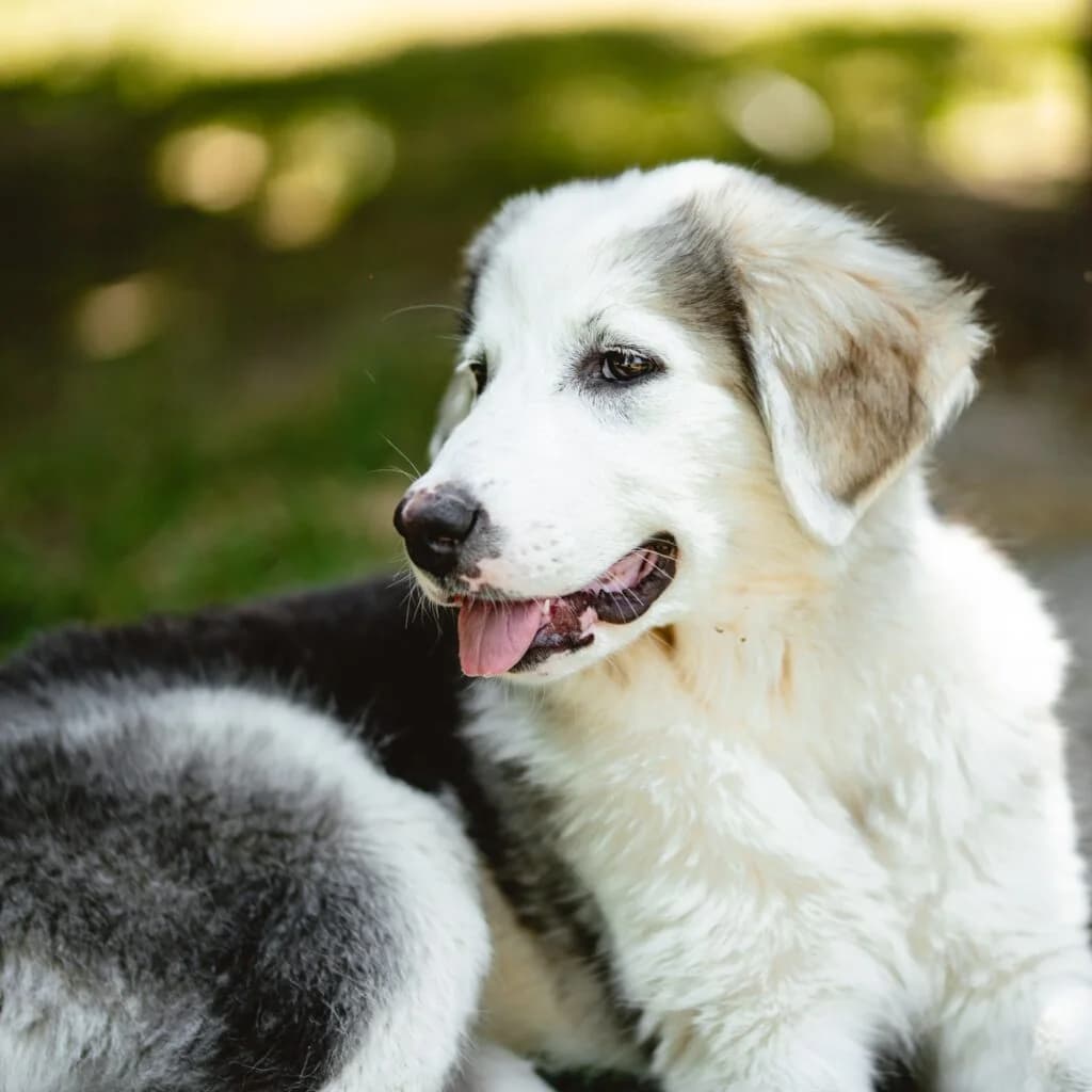 Berta, female puppy mixed breed for adoption at Tiernothilfe Schwalmstadt e.V.