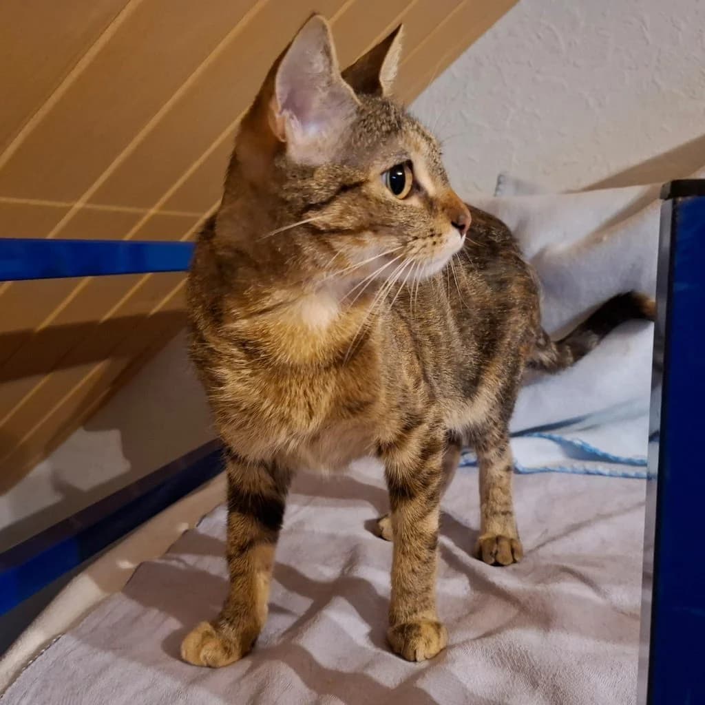 Ruby, female young European Shorthair for adoption at Tiernothilfe Schwalmstadt e.V.