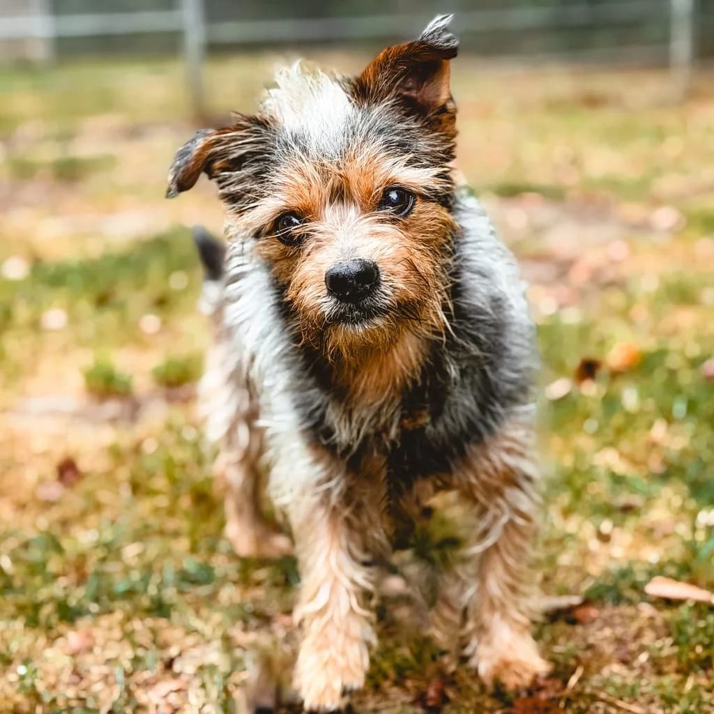 Simba, male senior Yorkshire Terrier for adoption at Tiernothilfe Schwalmstadt e.V.