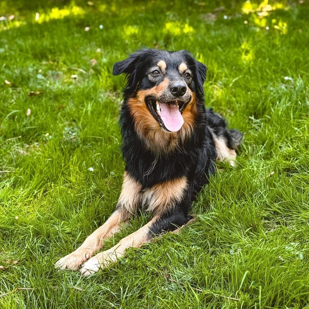 JIM, male young Mixed Breed for adoption at Tiernothilfe Schwalmstadt e.V.