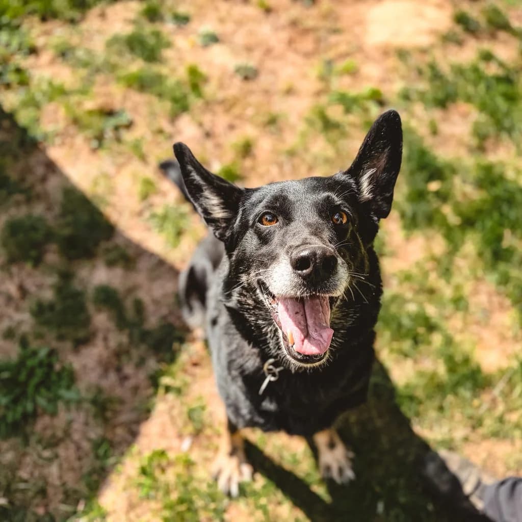 Püppi, female senior German Shepherd for adoption at Tiernothilfe Schwalmstadt e.V.