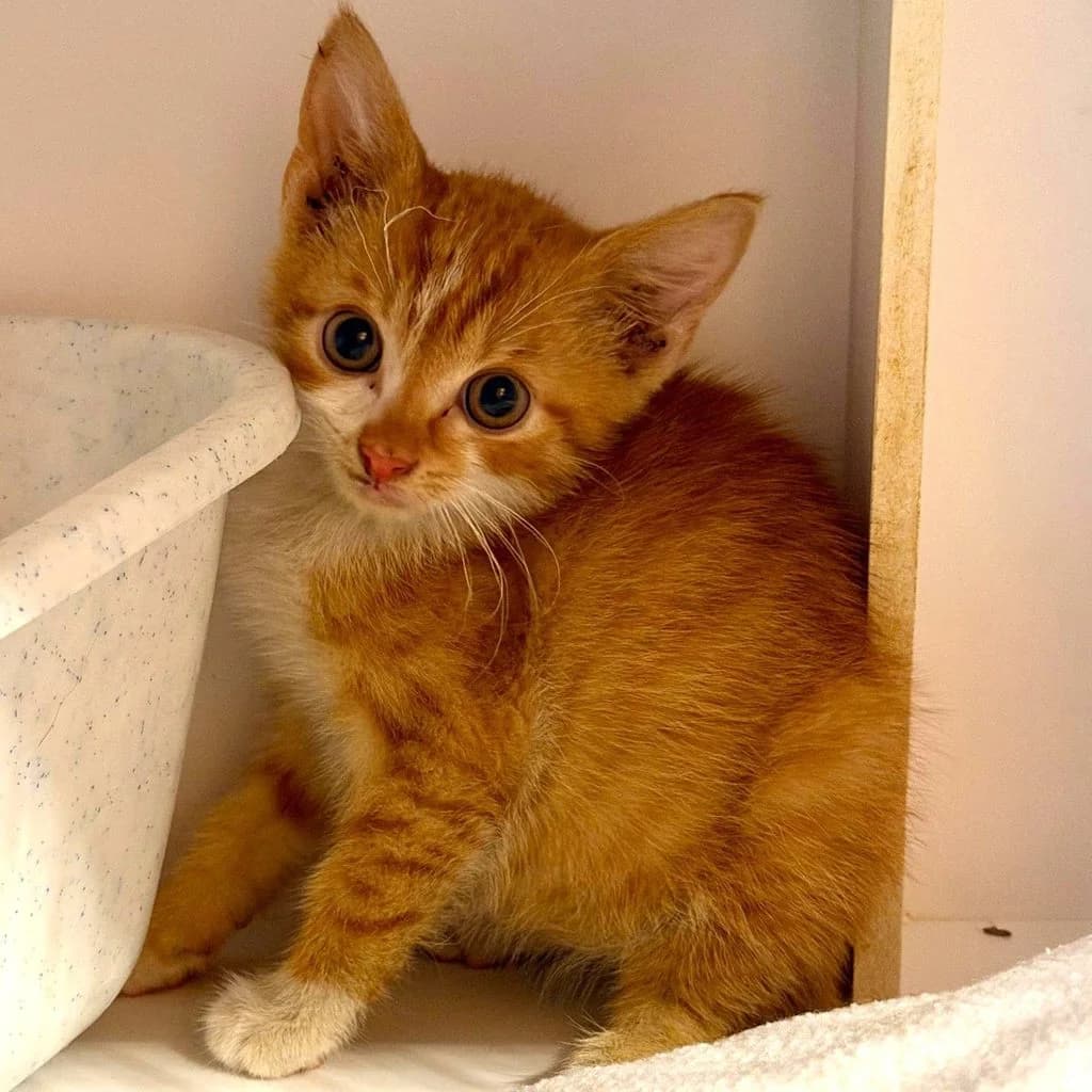 Aslan, male puppy European Shorthair for adoption at Tiernothilfe Schwalmstadt e.V.