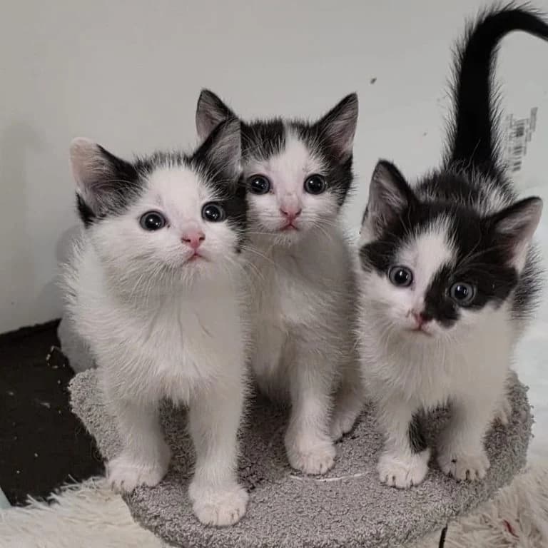 Kira, Karlchen und Karla, male puppy European Shorthair for adoption at Tiernothilfe Schwalmstadt e.V.