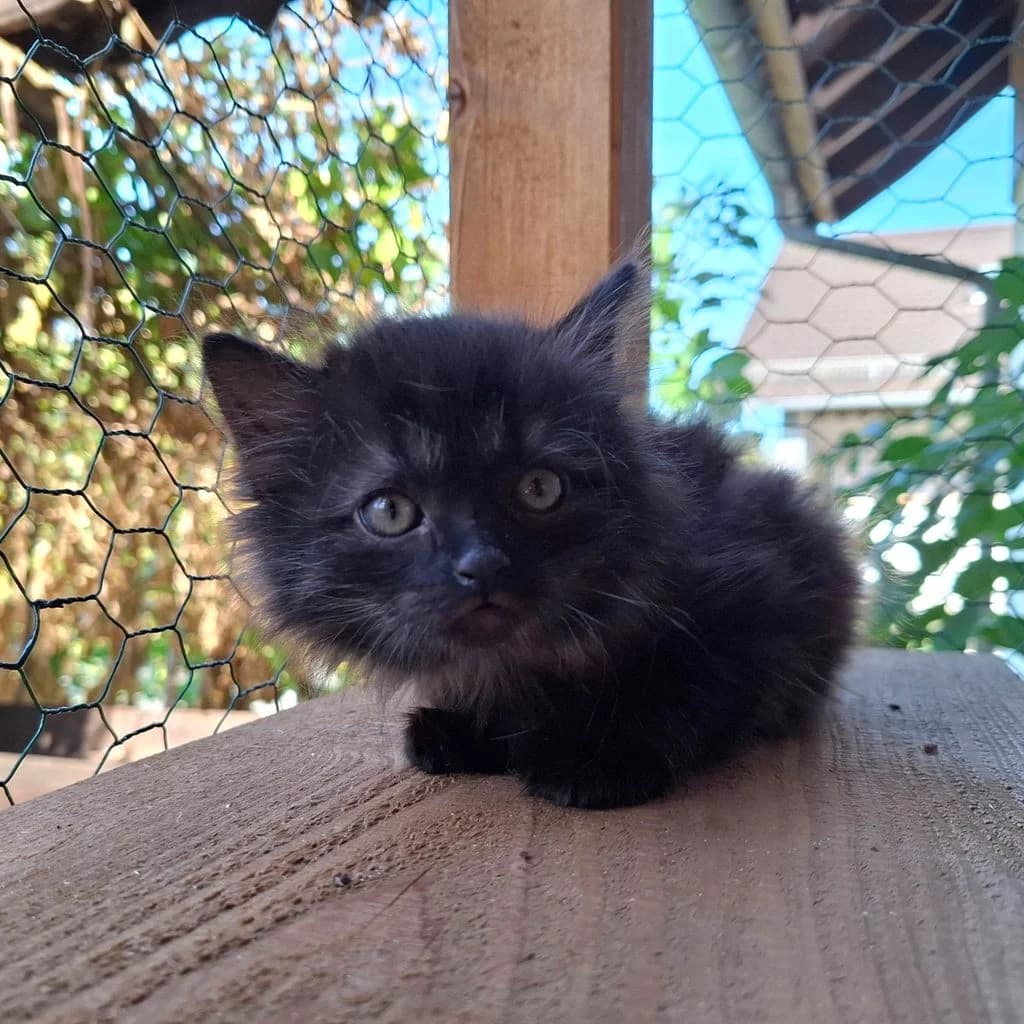 Alice Cooper, male puppy European Shorthair for adoption at Tiernothilfe Schwalmstadt e.V.