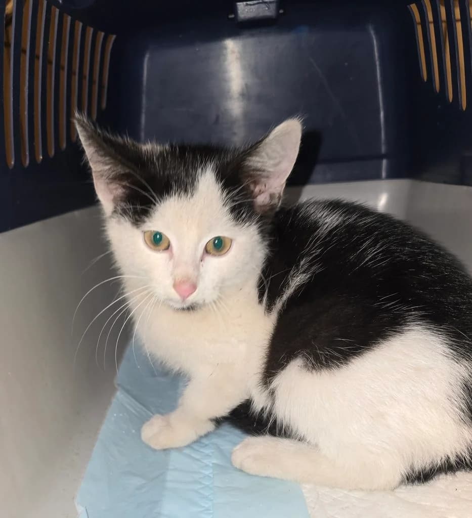 Richard, male puppy European Shorthair for adoption at Tiernothilfe Schwalmstadt e.V.