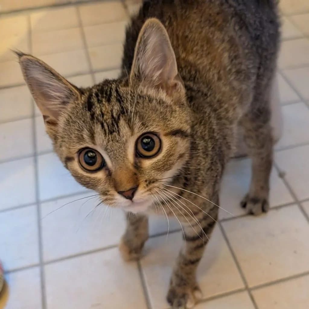 Stevie Nicks, female puppy European Shorthair for adoption at Tiernothilfe Schwalmstadt e.V.