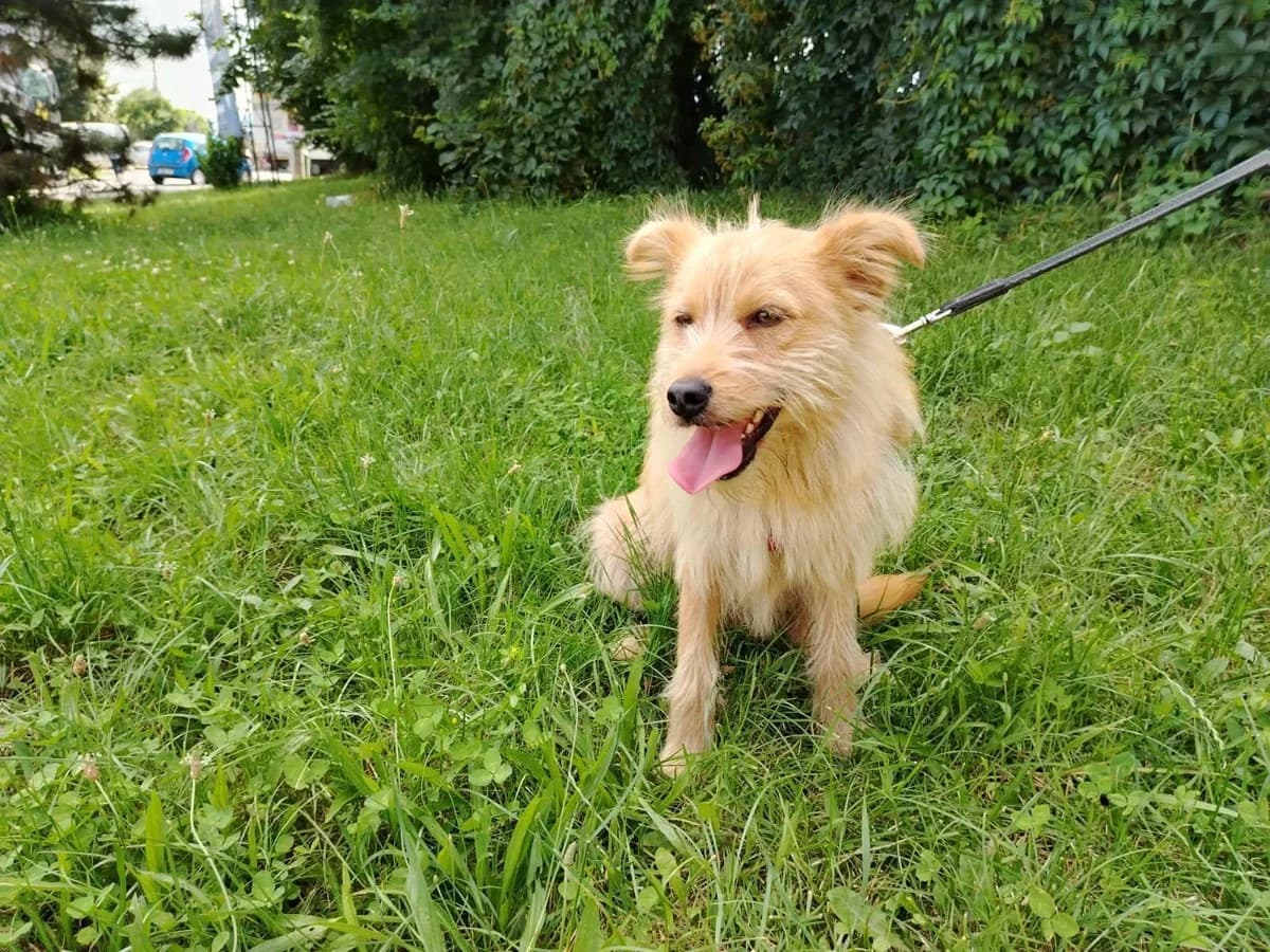 Benny, male 3yo Mixed Breed for adoption at Förderverein Tiernothilfe Siebenbürgen e.V.