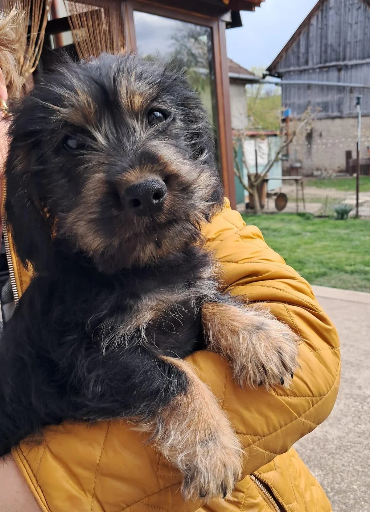Mogli, male puppy Mixed Breed for adoption at Förderverein Tiernothilfe Siebenbürgen e.V.