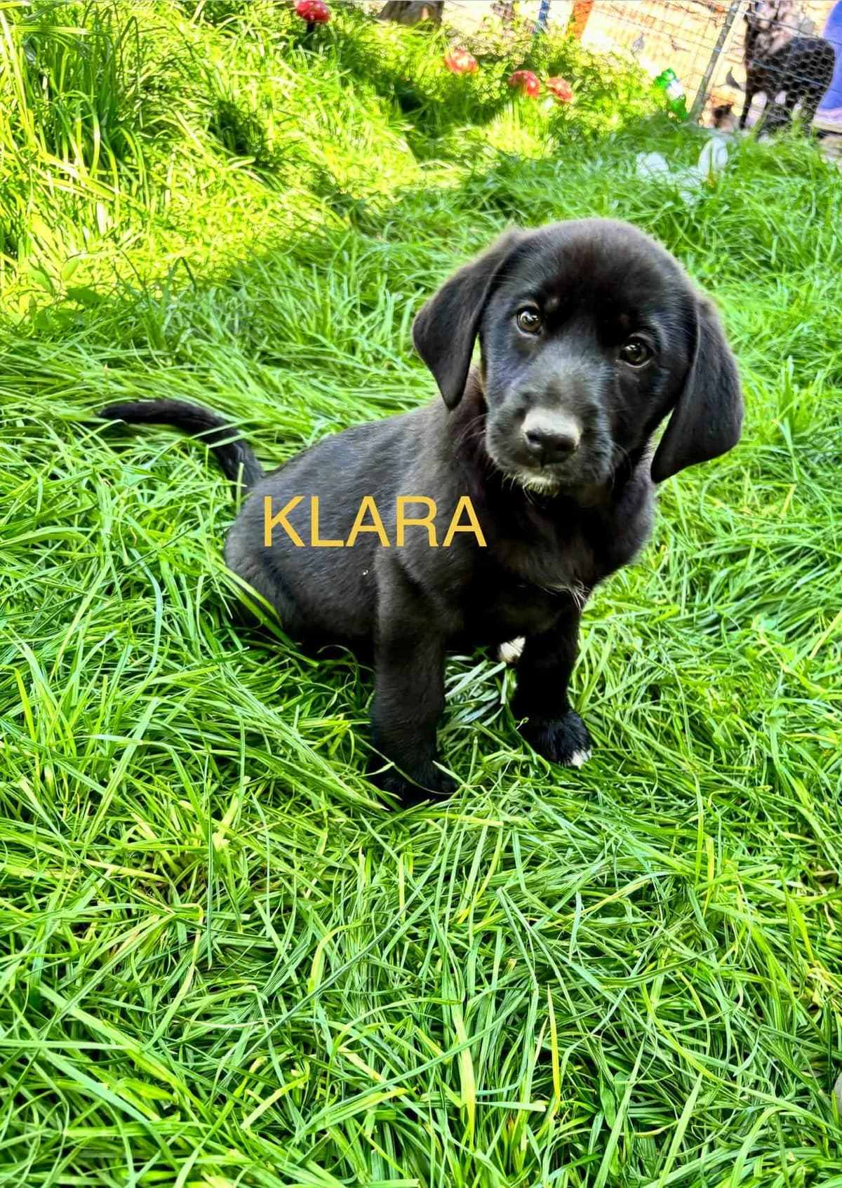 Klara Welpe, female puppy mixed breed for adoption at Förderverein Tiernothilfe Siebenbürgen e.V.