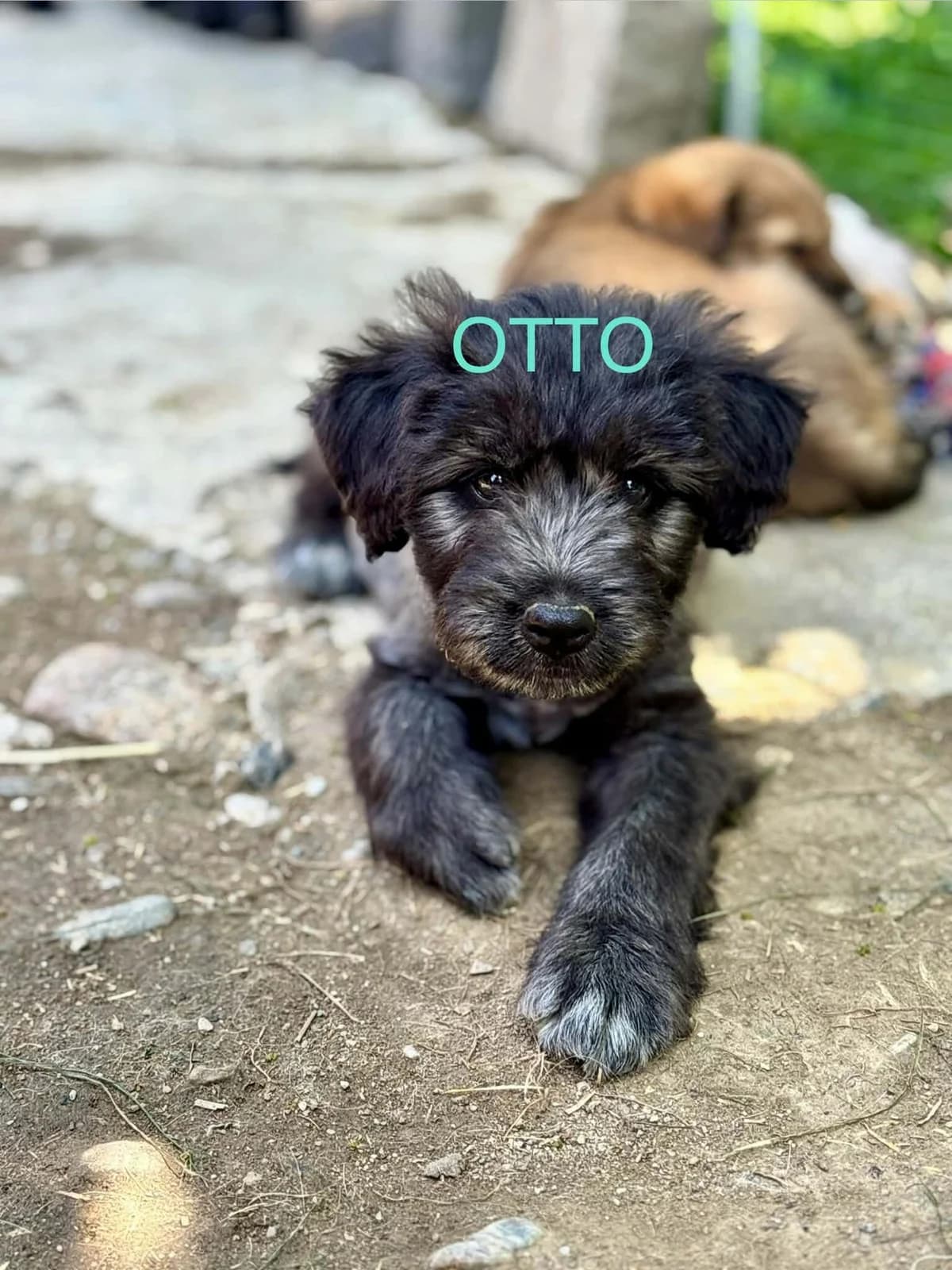 Otto Welpe, male puppy Mixed Breed for adoption at Förderverein Tiernothilfe Siebenbürgen e.V.