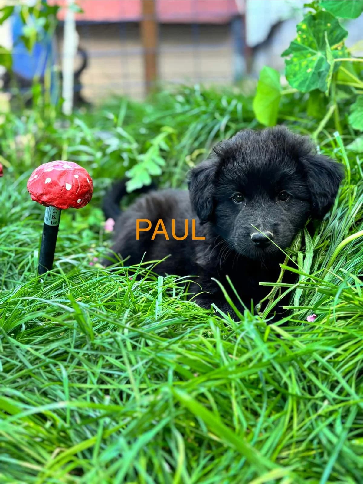 Paul Welpe, male puppy Mixed Breed for adoption at Förderverein Tiernothilfe Siebenbürgen e.V.