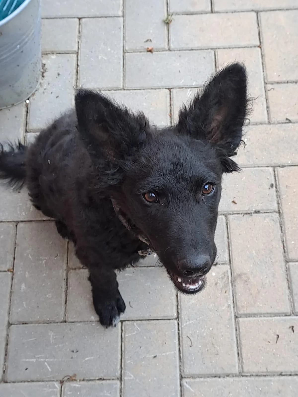 Micky, male puppy Mixed Breed for adoption at Förderverein Tiernothilfe Siebenbürgen e.V.