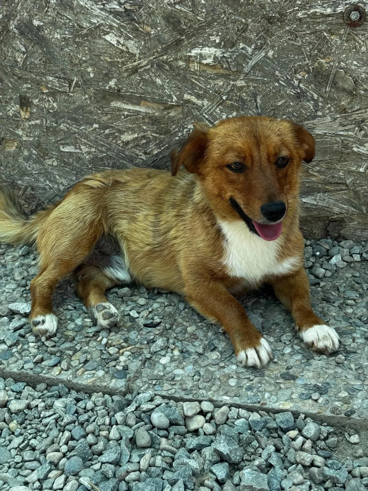 Pixel, male young Mixed Breed for adoption at Förderverein Tiernothilfe Siebenbürgen e.V.