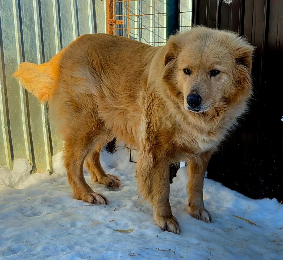 Miorita, female 7yo Mixed Breed for adoption at Förderverein Tiernothilfe Siebenbürgen e.V.