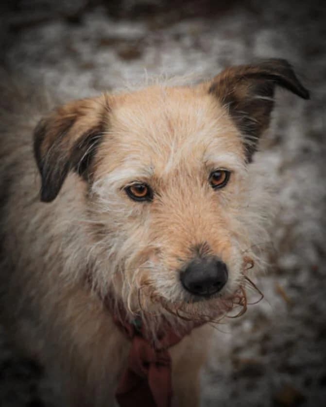 Bonnie, female 5yo Mixed Breed for adoption at Förderverein Tiernothilfe Siebenbürgen e.V.