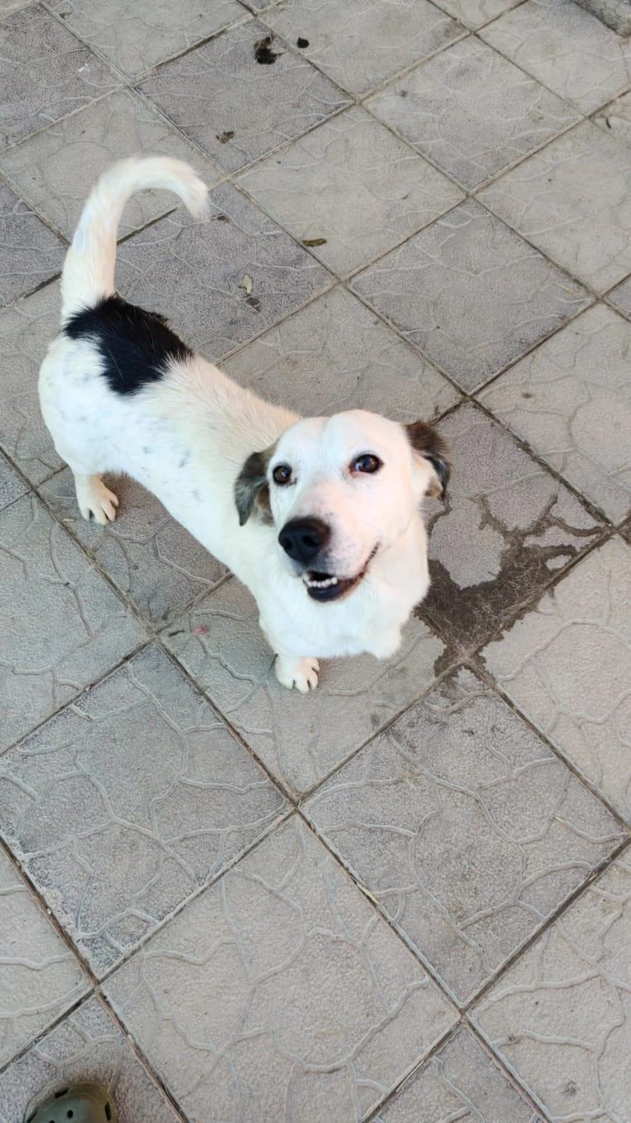 Baloo, male 5yo Mixed Breed for adoption at Förderverein Tiernothilfe Siebenbürgen e.V.